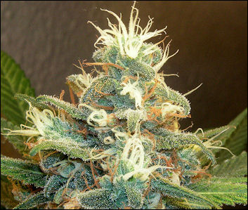 20120527-cannabis DreamyWeed.jpg